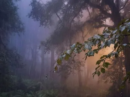 Relaxing Rain Sounds for Stress and Anxiety