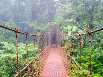 Relaxing Rain Sounds From The Rainforest