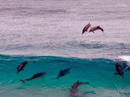 Dolphins Dolphins Dolphins