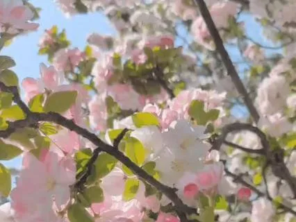 Relaxing Sleep Music – Sakura Serenade