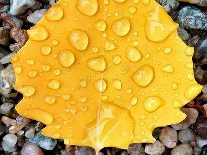 Relaxing Sound Of Rain Hitting Umbrella For Deep Sleep