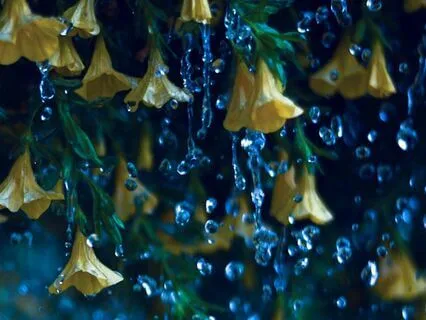 Relaxing Sound Of Rain In The Garden For Good Night