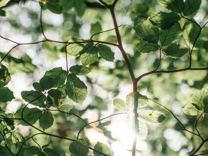 Relaxing Sound Of Wind In The Trees