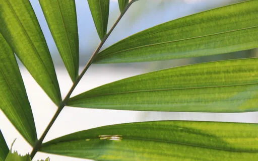 Relaxing Sound Therapy | Sounds Of A Bavarian Forest