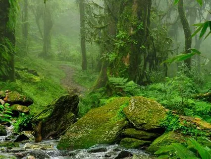 Relaxing Sounds From The Jungle