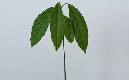 Relaxing Square Breathing Technique