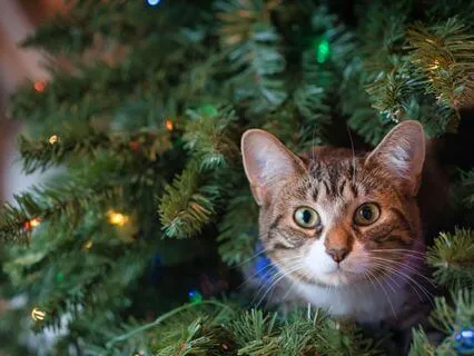 Relaxing Story Time: A Christmas Kindness Part 2