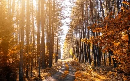 Relaxing The Mind With 432 Hz