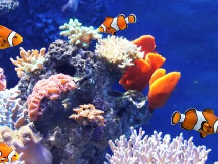 Relaxing Under The Sea Meditation