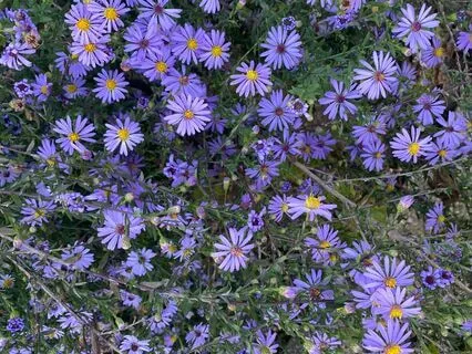 Relaxing Ambient Harmonies For Meditation On Peace