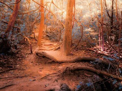 Relaxing Walk In The Magic Forest