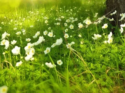 Relaxing Walk Music
