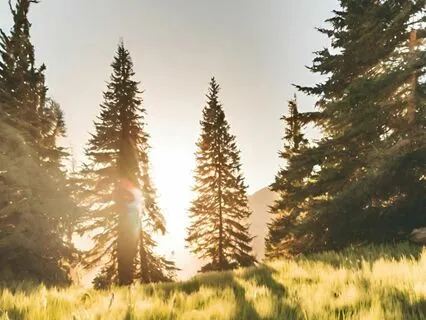 Relaxing Wind Sound ( For Sleep Or Stress Relief )