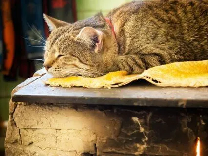 Relaxing Winter Ambience Cat Purring By The Fireplace
