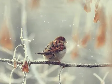 Relaxing Winter Ambient Birds Chirping Outside