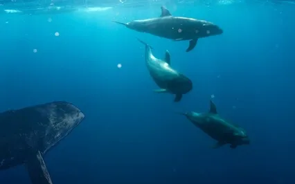 Relaxing With Whales & Dolphins (Extended Version)