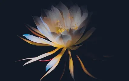 Relaxing Yoga Nidra | Body Scan Meditation