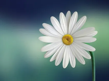 Relaxing Zen Music 432Hz