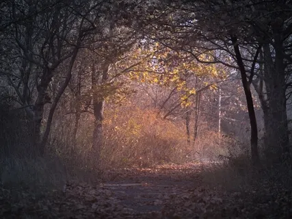 Relaxing Zen Music - 528Hz