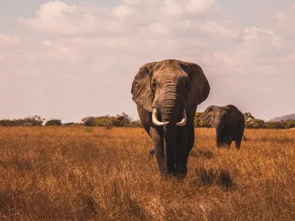 Relaxing Zen Music For Stress Relief | 528Hz Miracle Healing Frequency | Solfeggio Healing Tones