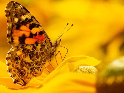 Release A Negative Emotion With Shape Of Emotion - Practice