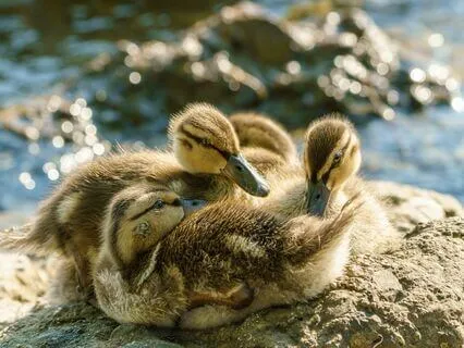 Light Language Sleep Meditation To Release Addiction - Short