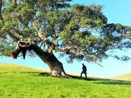 Release Ancestral Wounds Meditation