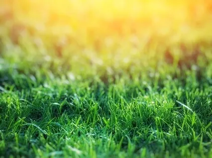 Release & Relax Body Scan