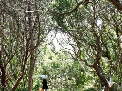 Release & Renew 528 Hz 