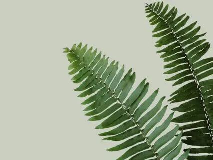 Release And Renew: A Meditation