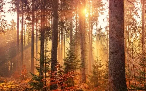 Release & Renew: A Meditation For Autumn