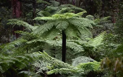 Release And Renew - Guided Journey