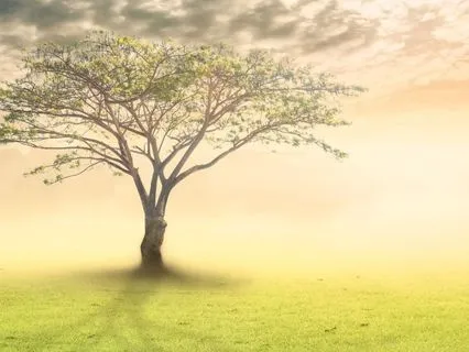 Release and Renewal (396 Hz/ 6 Hz)