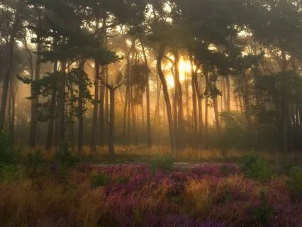 Release And Restore With 528 Hz