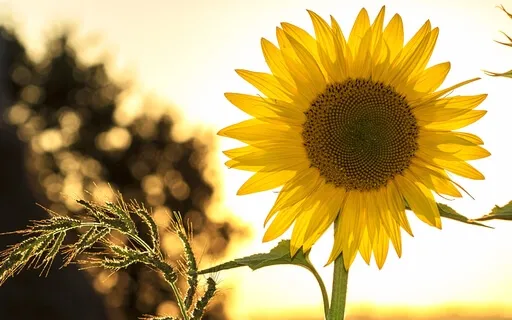 Release Anxiety & Depression 888Hz