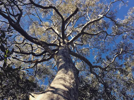 Release Anxiety & Tension