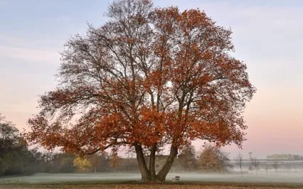 Release Blockages & Fear | With 396Hz Frequency