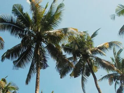 Release Emotional Pain: Embrace Renewal