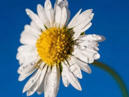 Release Energetic Blocks (Without Music)