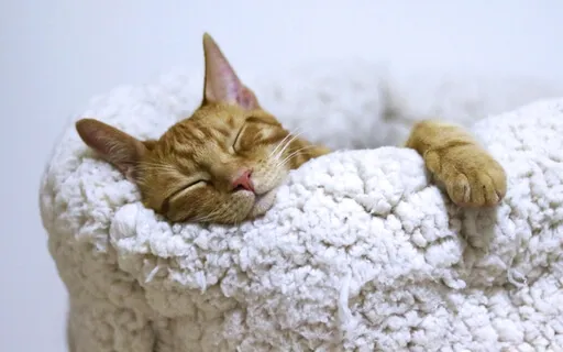 Release Fear & Anxiety Before Sleep Affirmations 15mins