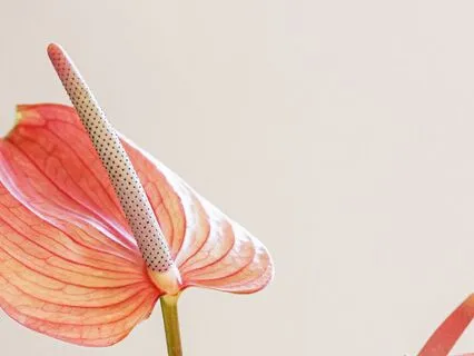 Release Fear & Manifest Abundance For Inner Peace