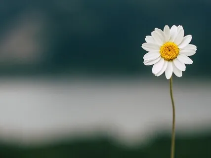 Release Guilt & Shame. Forgive Yourself & Let Go