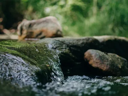 Release In The Water