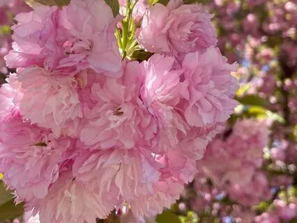 Resonant Guitar: Release Into Rest