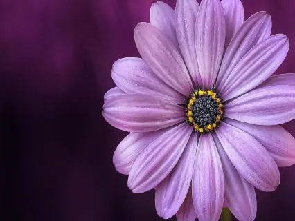 Release Money Stress With The Violet Flame