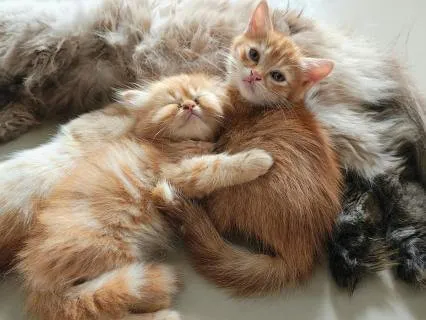 Release Morning Anxiety