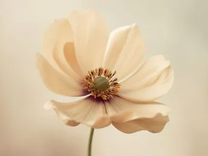 Release Negativity & Restore Your Soul In 10 Minutes!