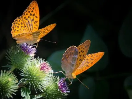 Release Not Enough And Return To Your True Self