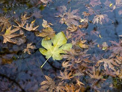 Release Old Beliefs Trapped Within Your Subconscious Mind