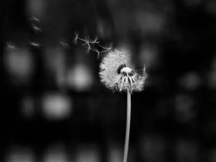 Release & Receive: A 12-minute Guided Visualization